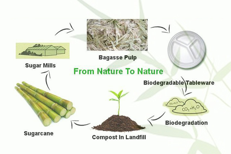 sugarcane bagasse 5 compartment trays
